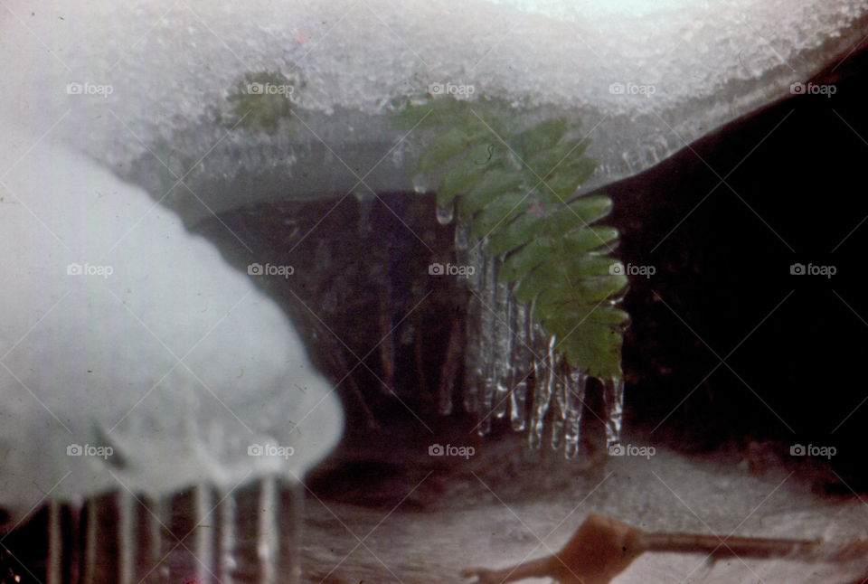 Fern in Ice