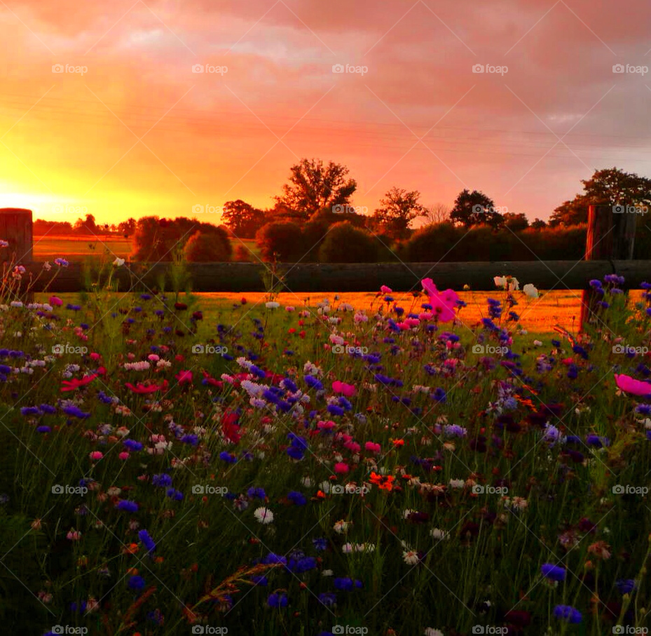 flowers field summer sunset by SirBluto