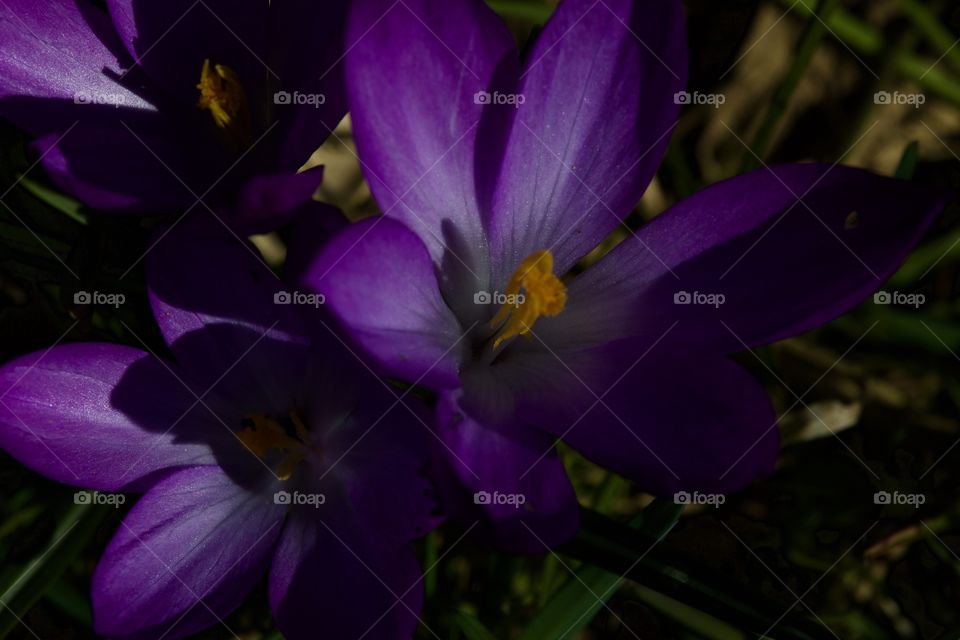 High angle view of a crocus flower at night