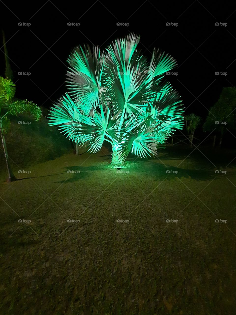 palmeiras 🌴 linda demais