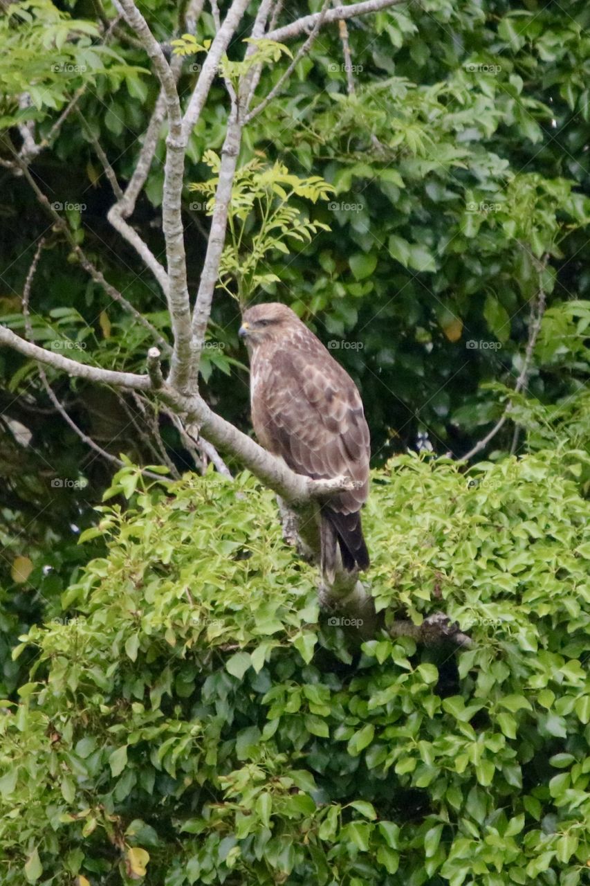 Buzzard 