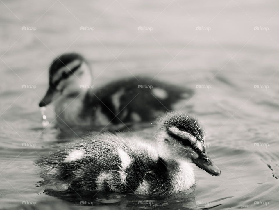 Little duck is in the lake