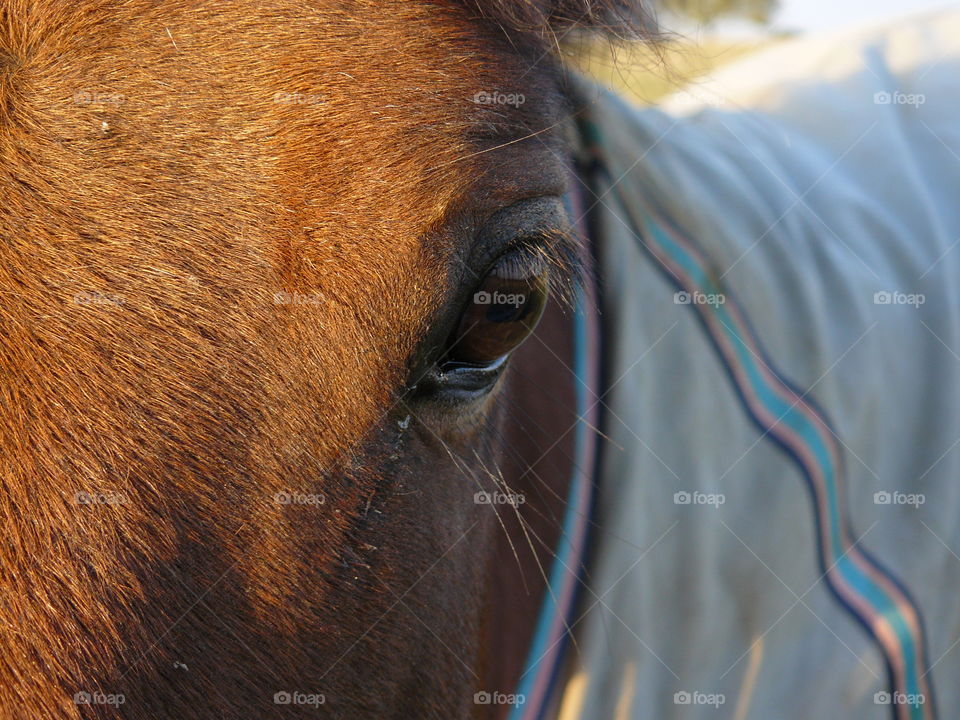 eye of a beautiful brown horse staring into the camera - deep in thought farm animals
