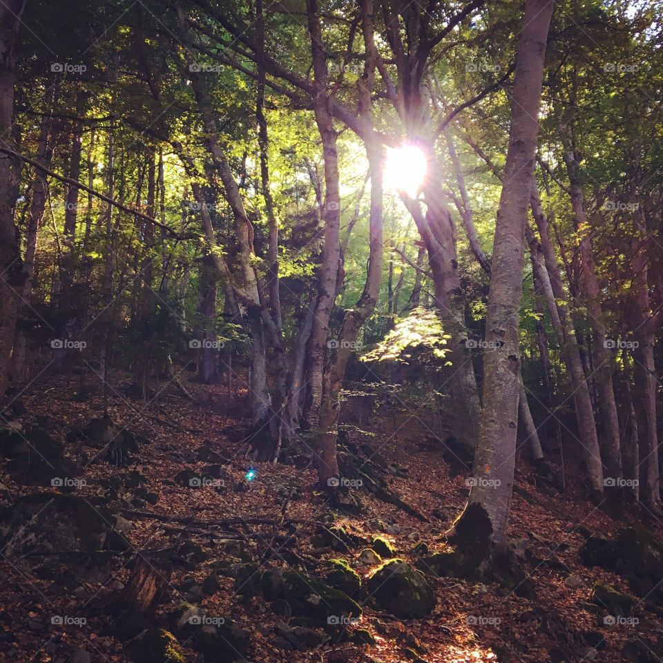 Rays in the woods