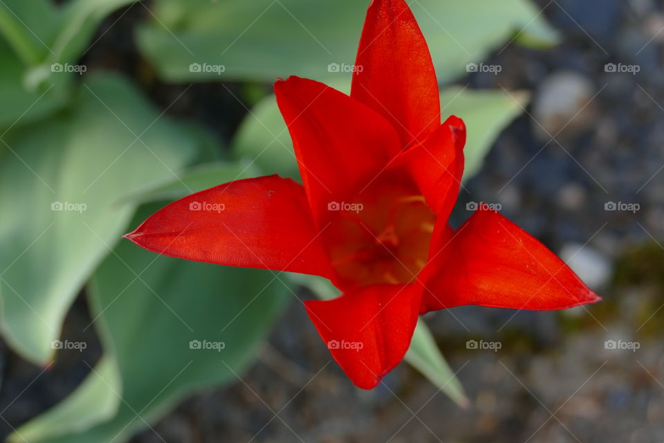Red flower