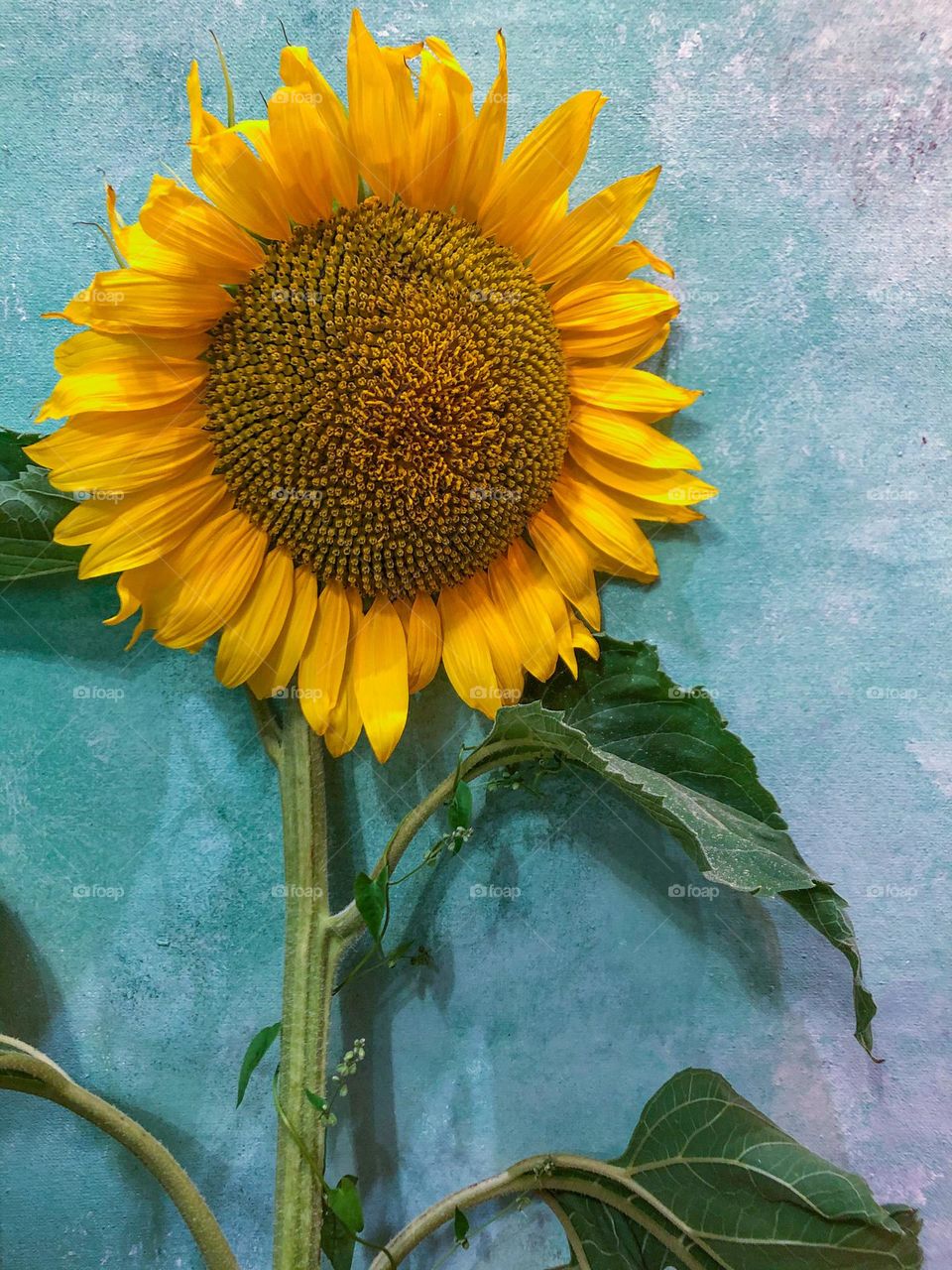 Yellow sunflower with big green leaves 