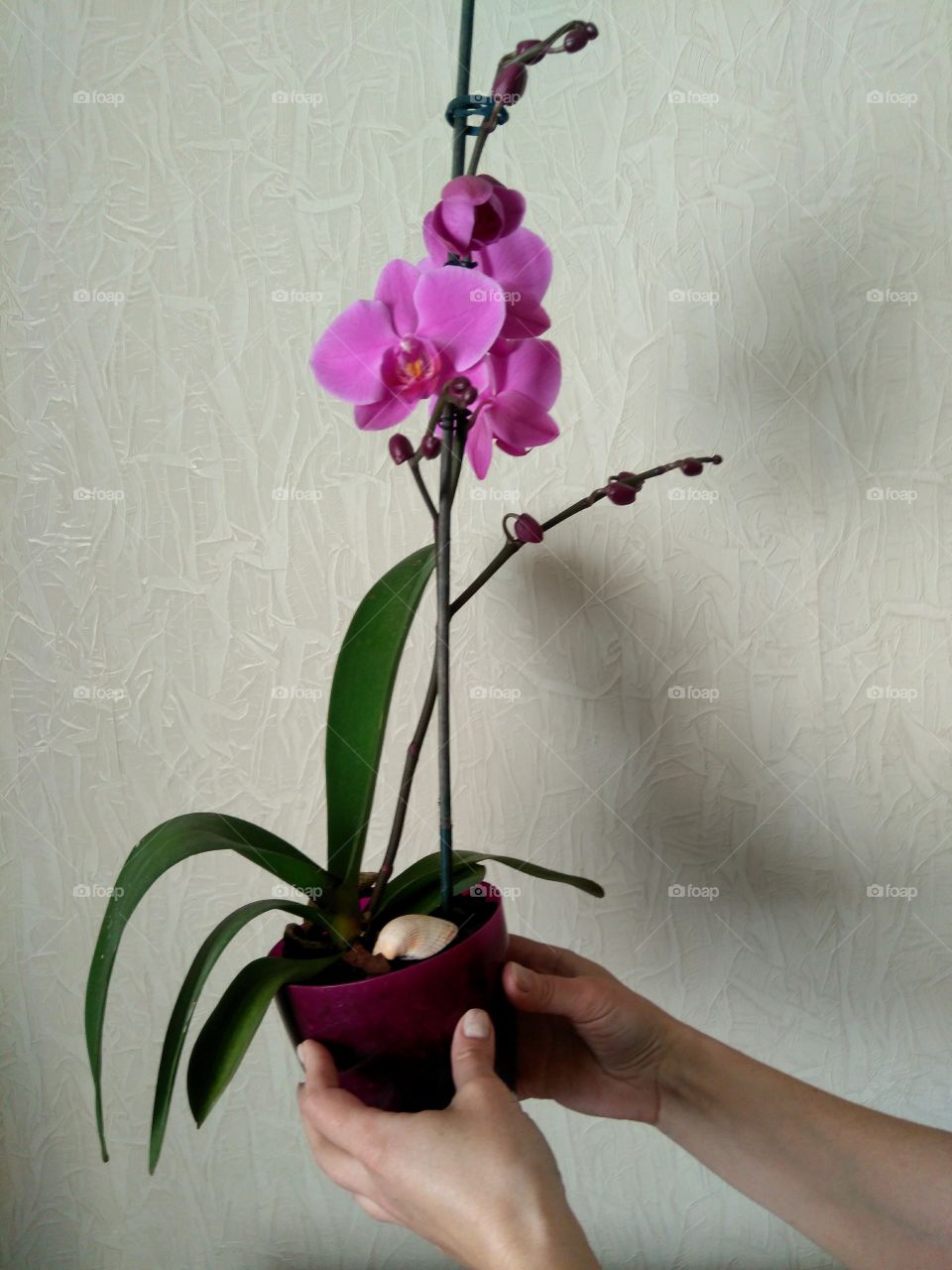 purple orchid flower in the hands house plants beautiful