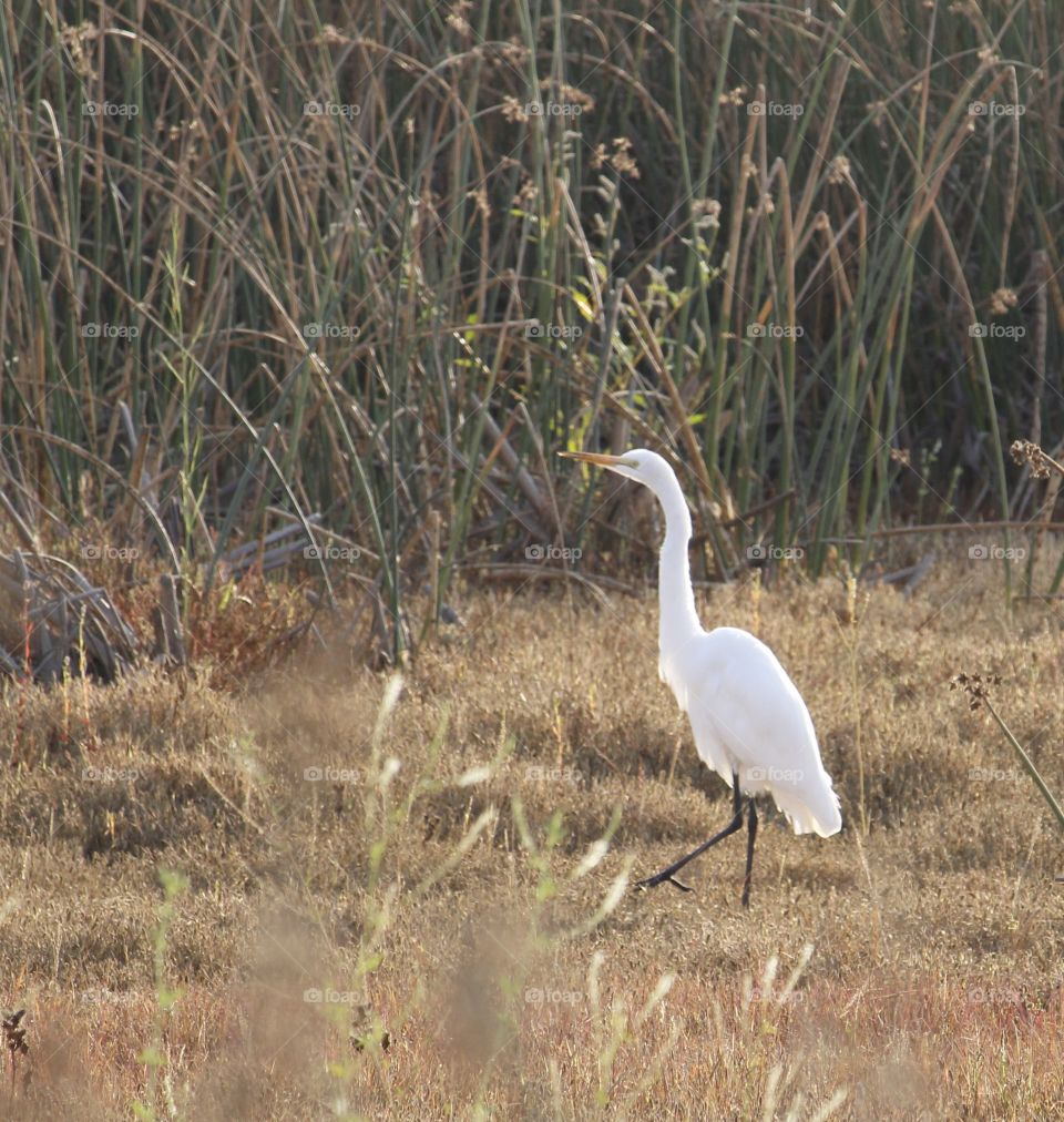wildlife, white crane walking through the Short Grass