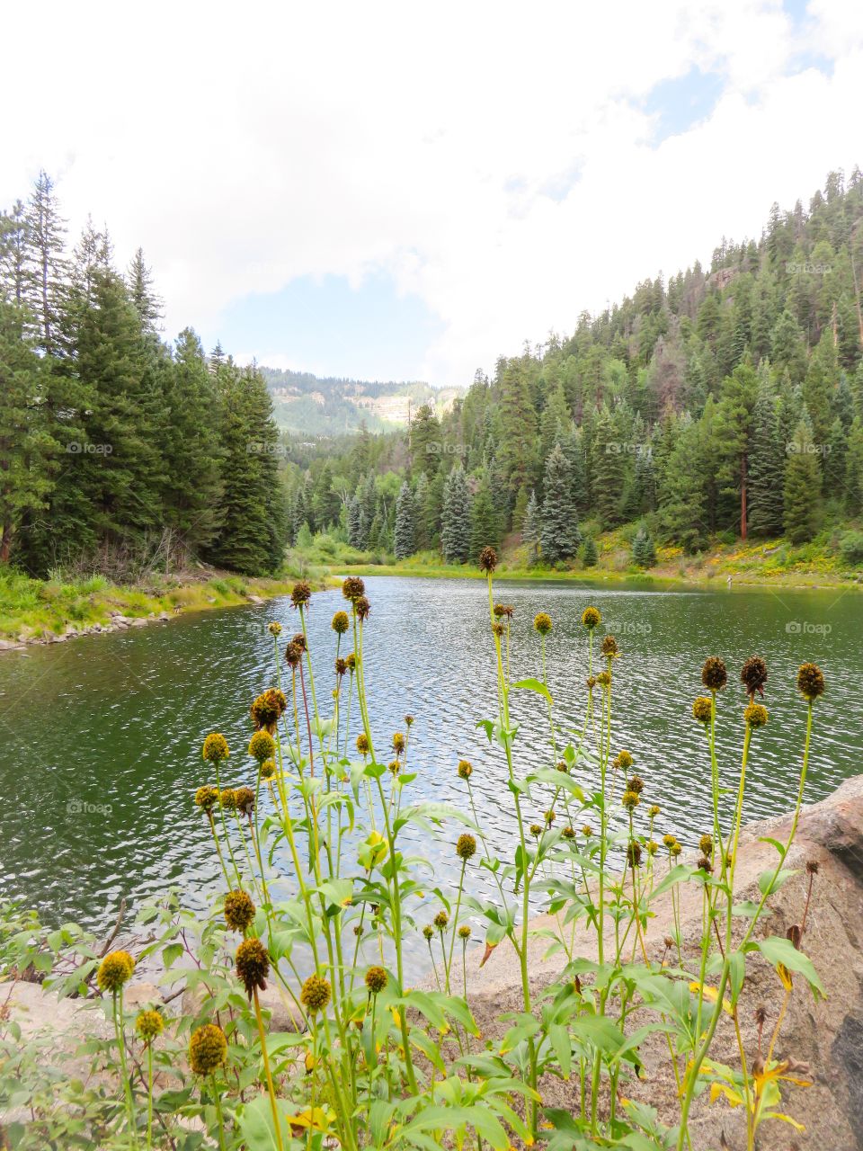 Lake in forest 