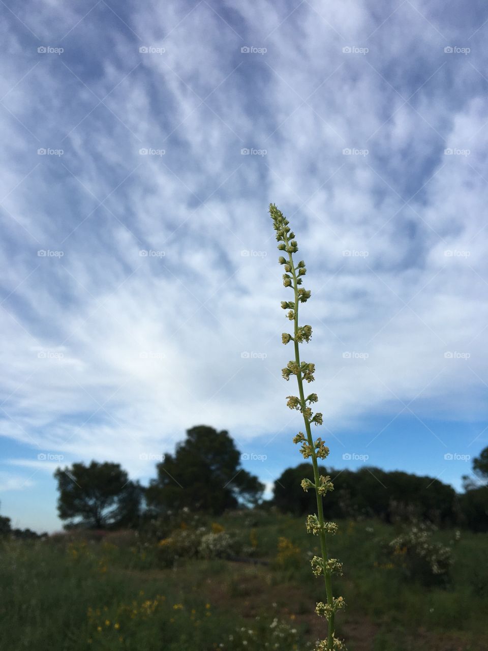 Strange buds collection on sky