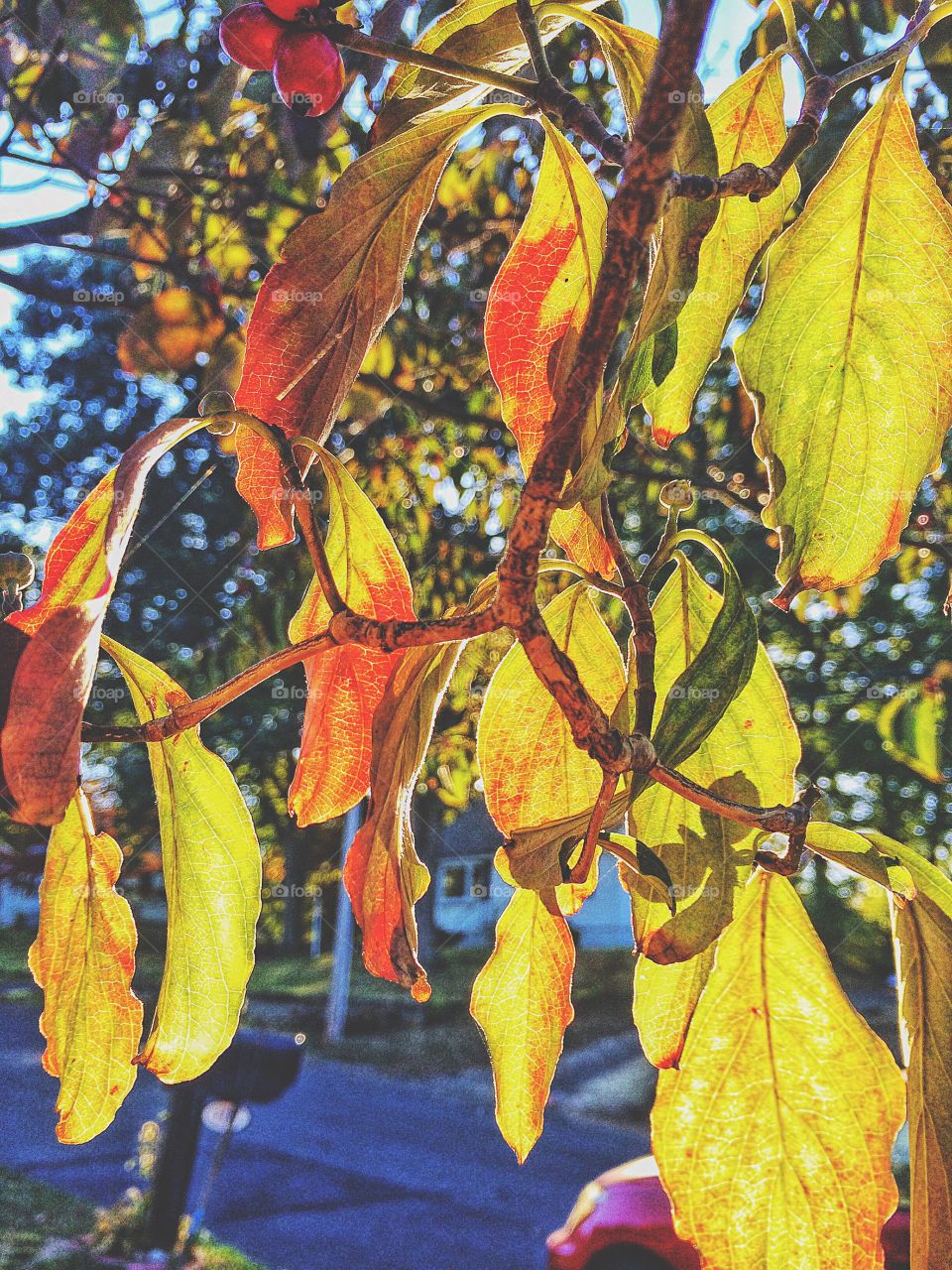 Sunset through autumnal leaves...