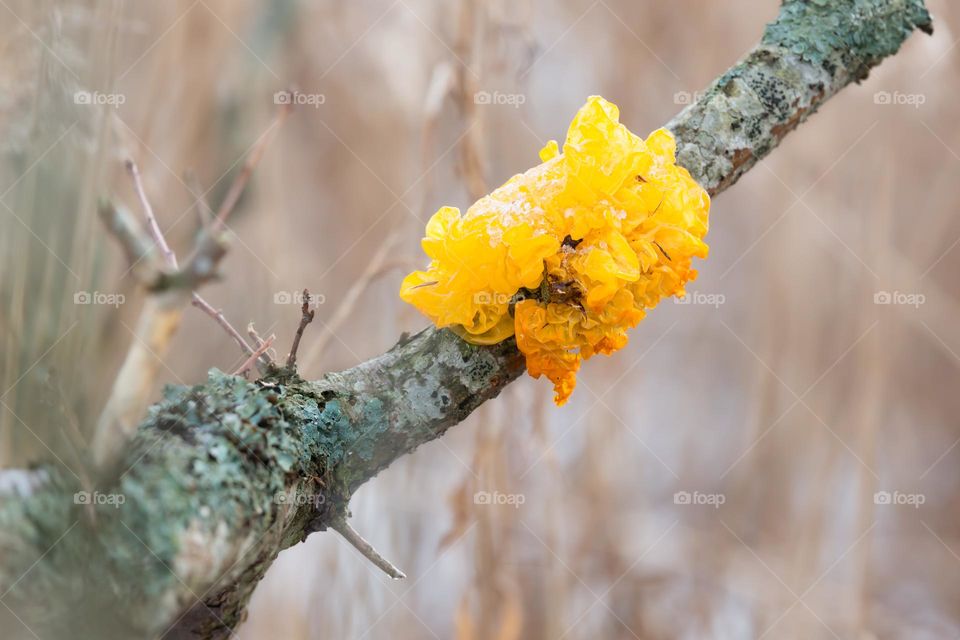 Tremella mesenterica , a orange yellow colored jelly fungus growing on an old tree branch in the forest, also called brain fungus and witch butter