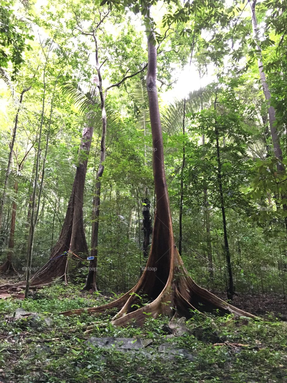 Big trees in forest