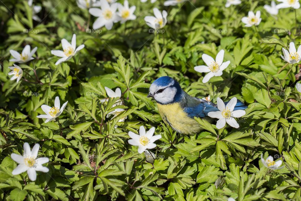 Closeup of one small little blue tit bird sitting in a field of blooming white wood anemone flowers in bright sunlight 