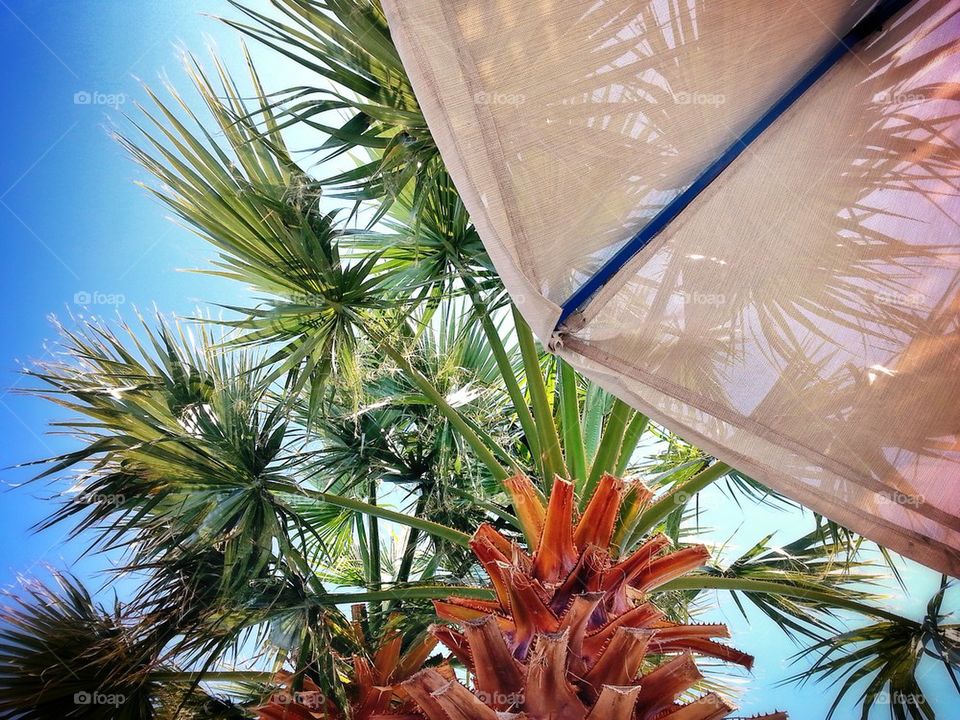 sun and palms