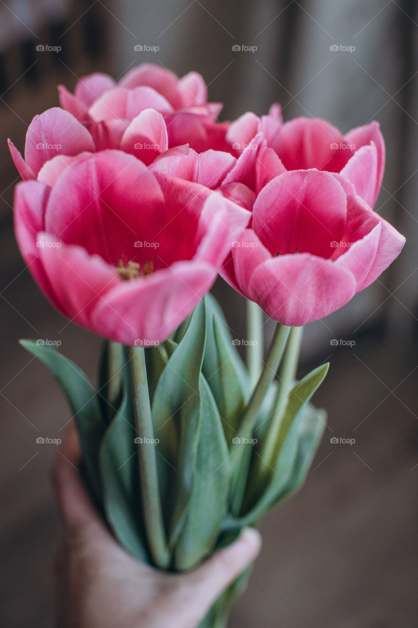 first tulips