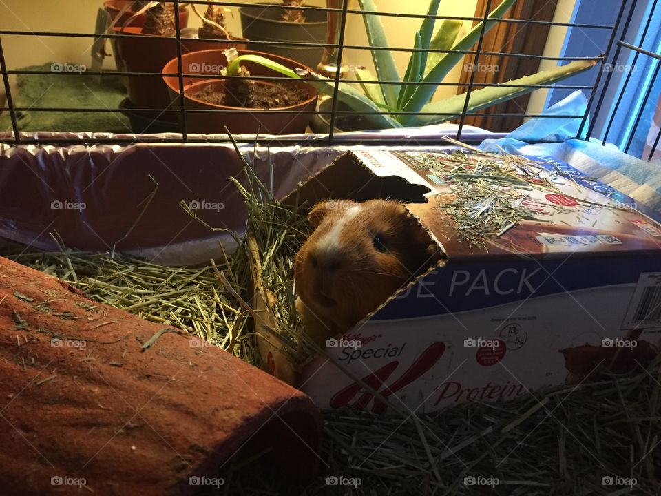 Guinea pig in door habitat 