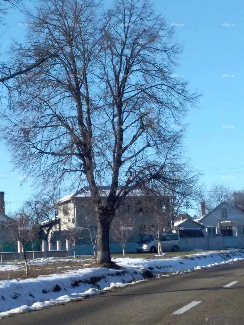 old tree
