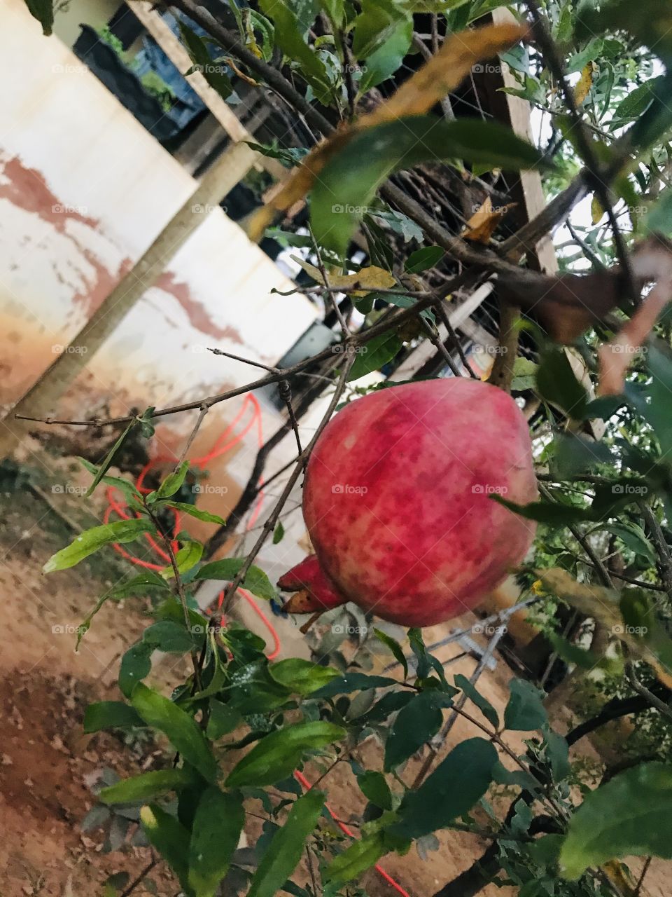 pomegranate