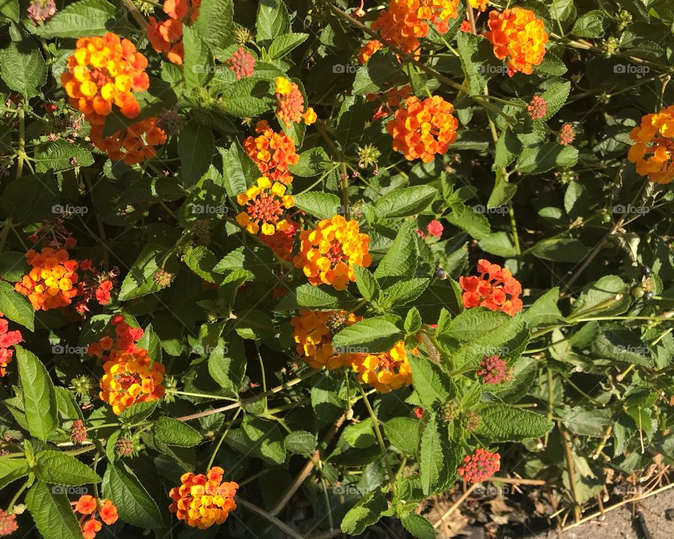 Garden of orange and yellow flowers 