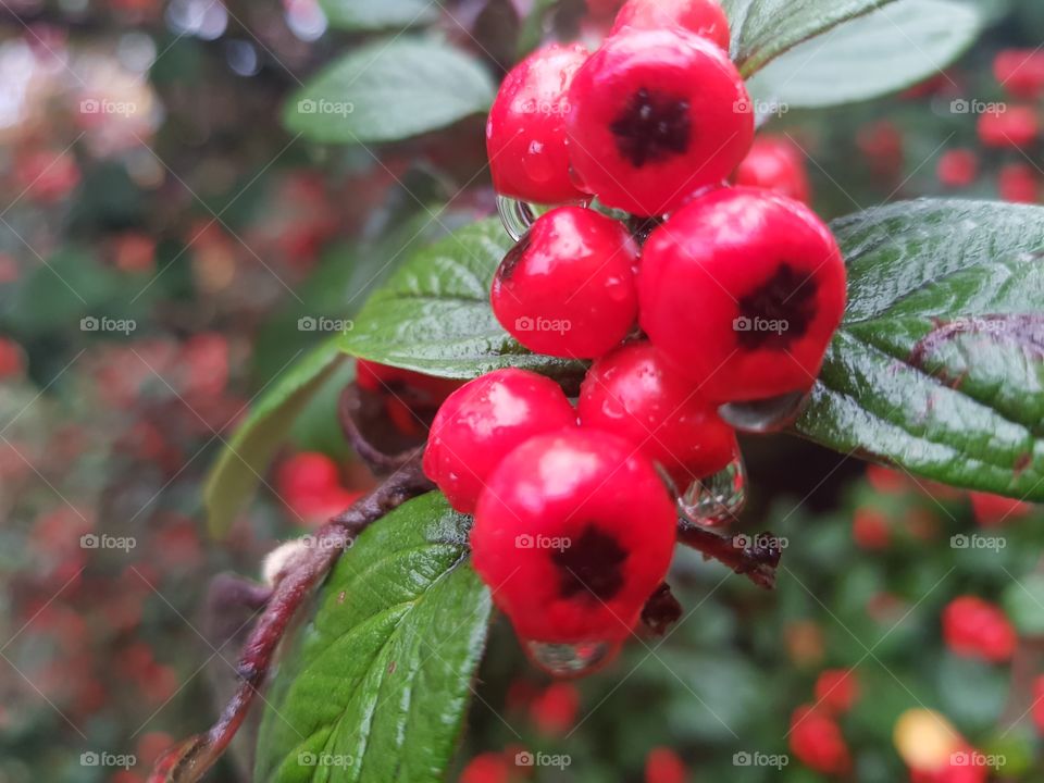 Berries