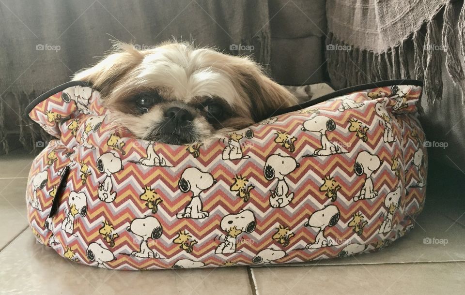 🇺🇸 The faithful portrait of a holiday that starts very cold: our little dog refuses to leave her bed ... ô laziness! / 🇧🇷O retrato fiel de um feriado que começa bem gelado: nossa cachorrinha se recusa a sair da sua caminha... ô preguiça!