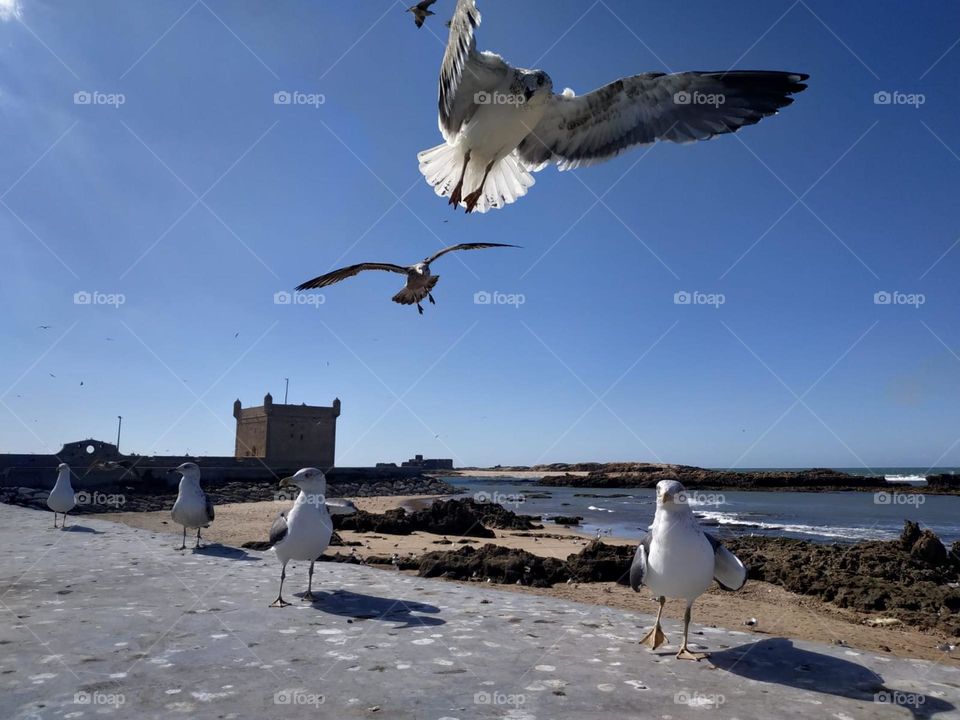 Beautiful seagulls flying cross the sky at essaouira city in Morocco.