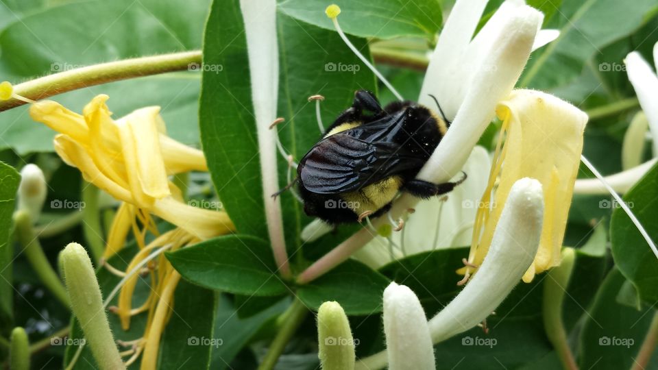 Bee Hug. Bee with honeysuckle