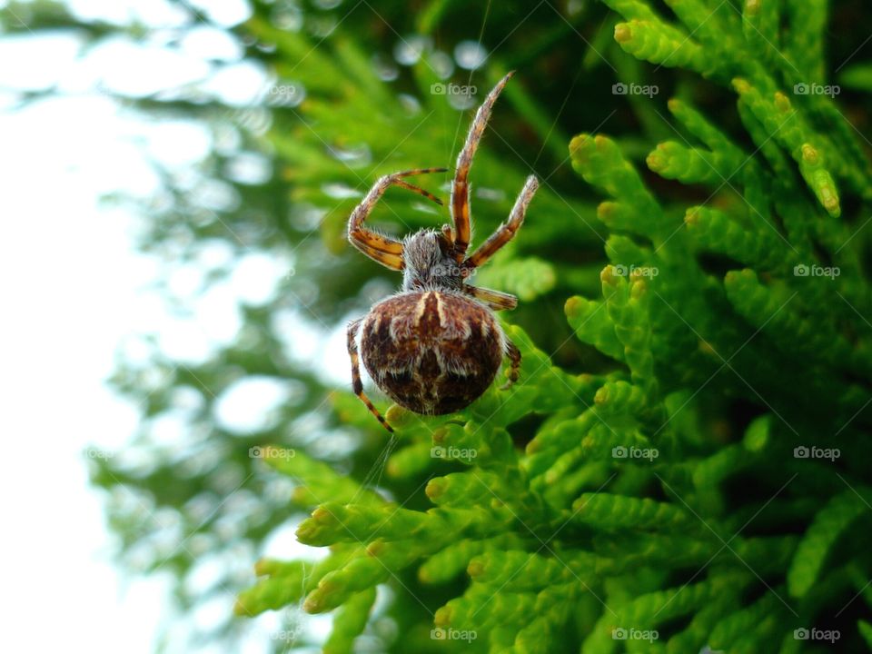Spider walking on the web