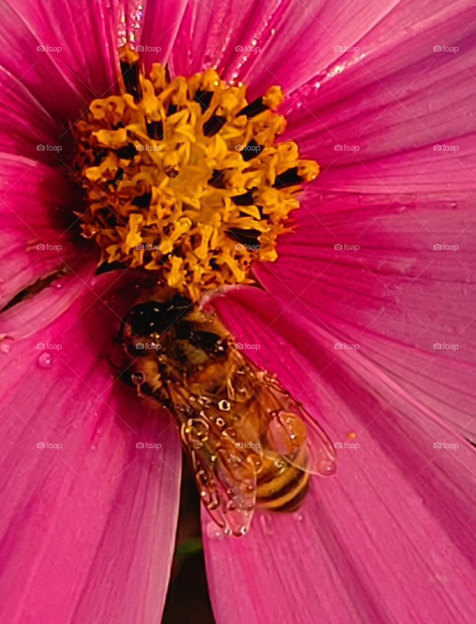 Bee waiting out the storm