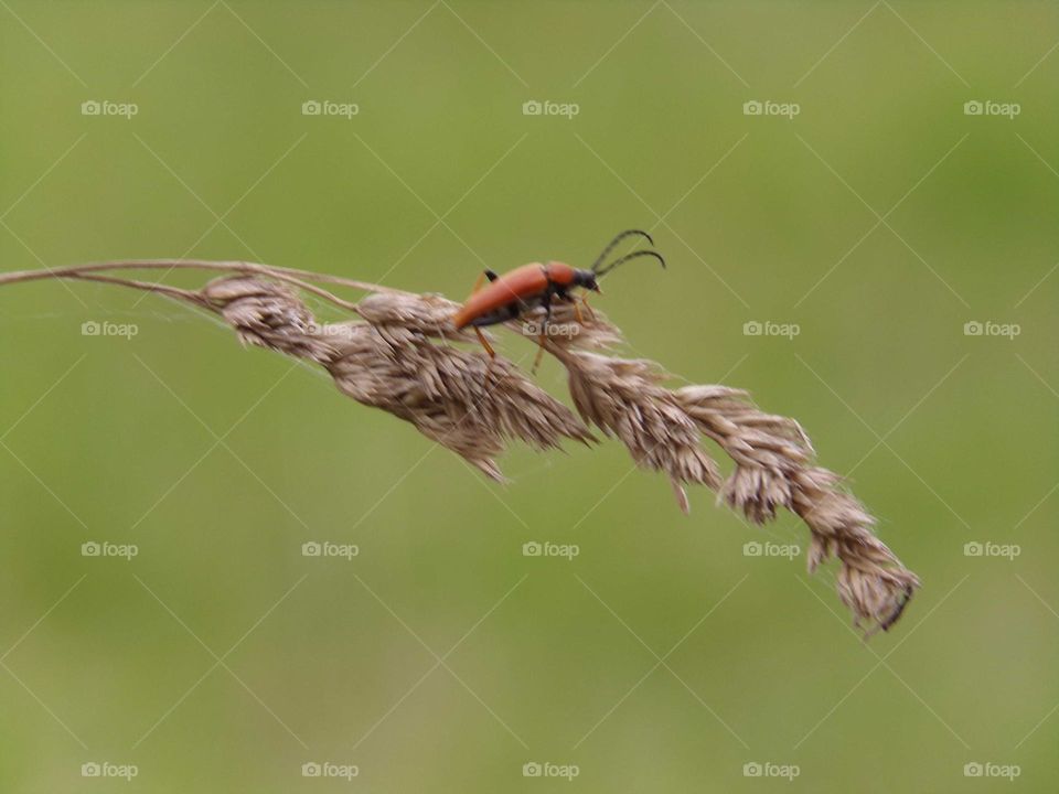 kleines Insekt auf einem Grashalm