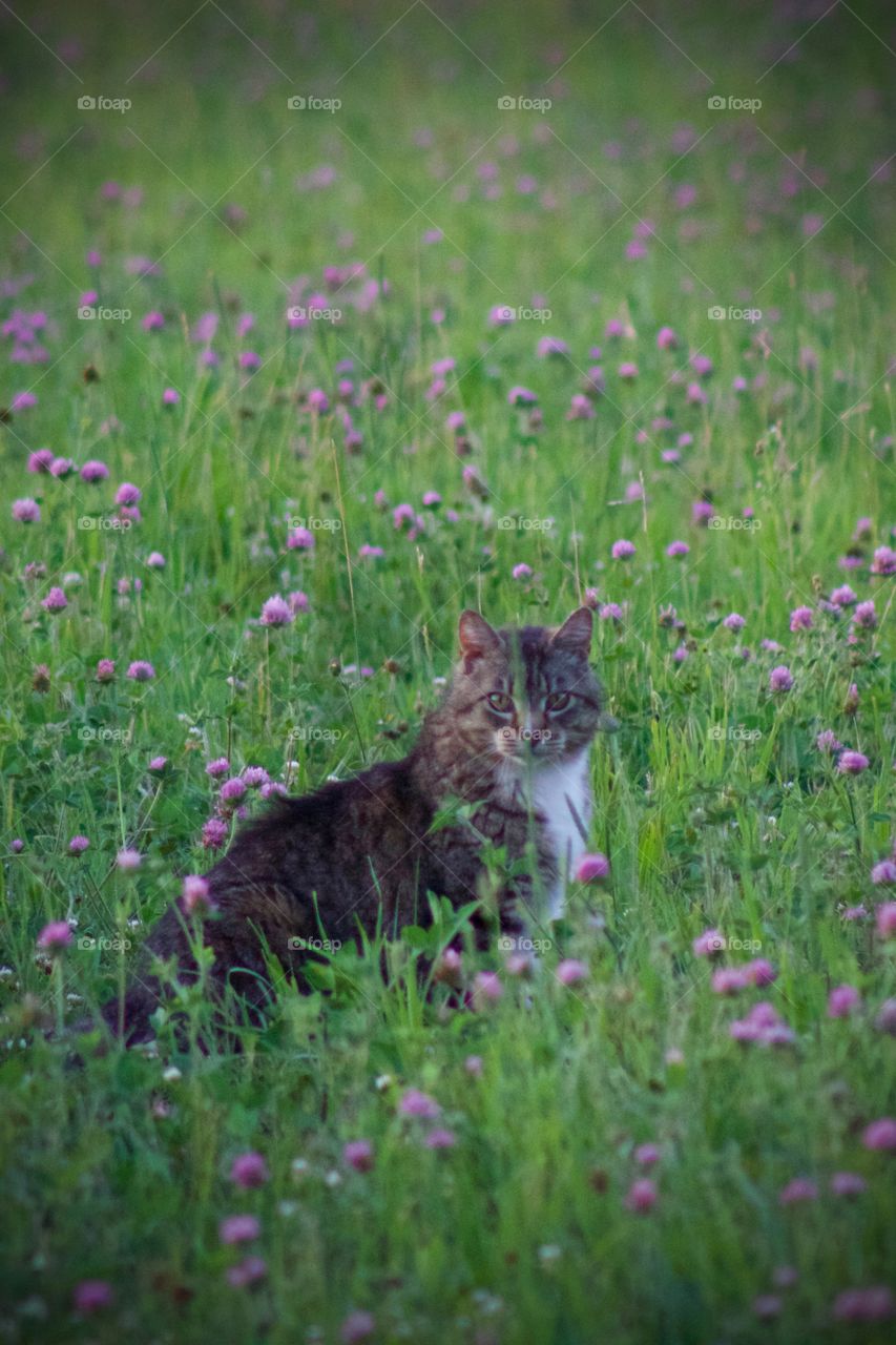 A grey tabby sitting in a field of red clover 