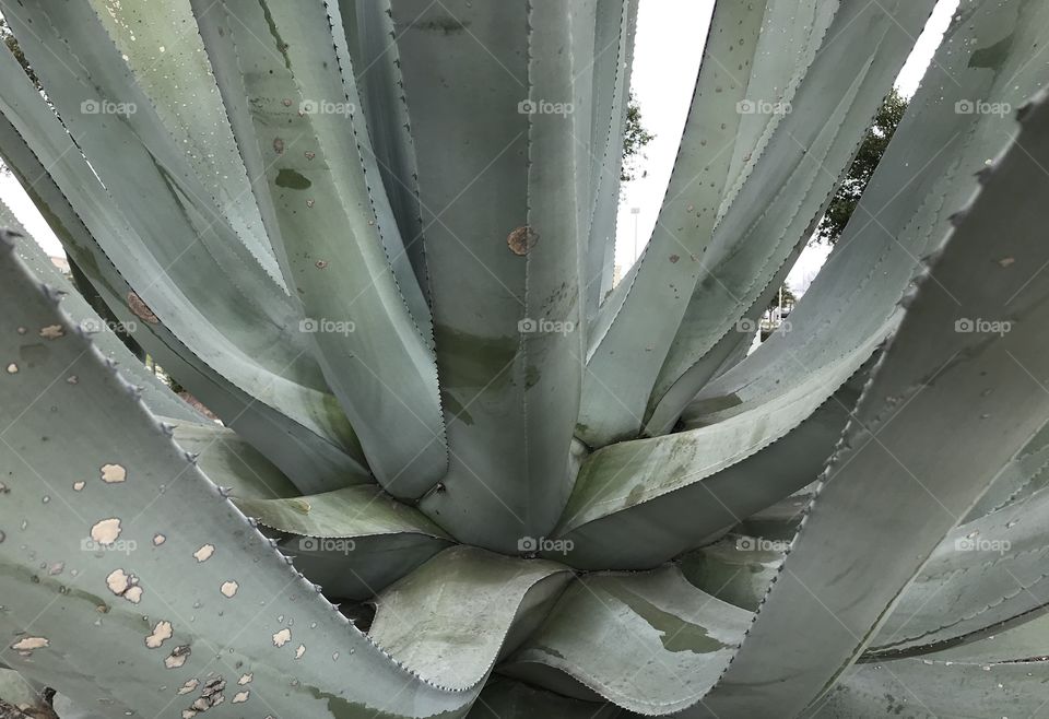 Bottom of cactus 
