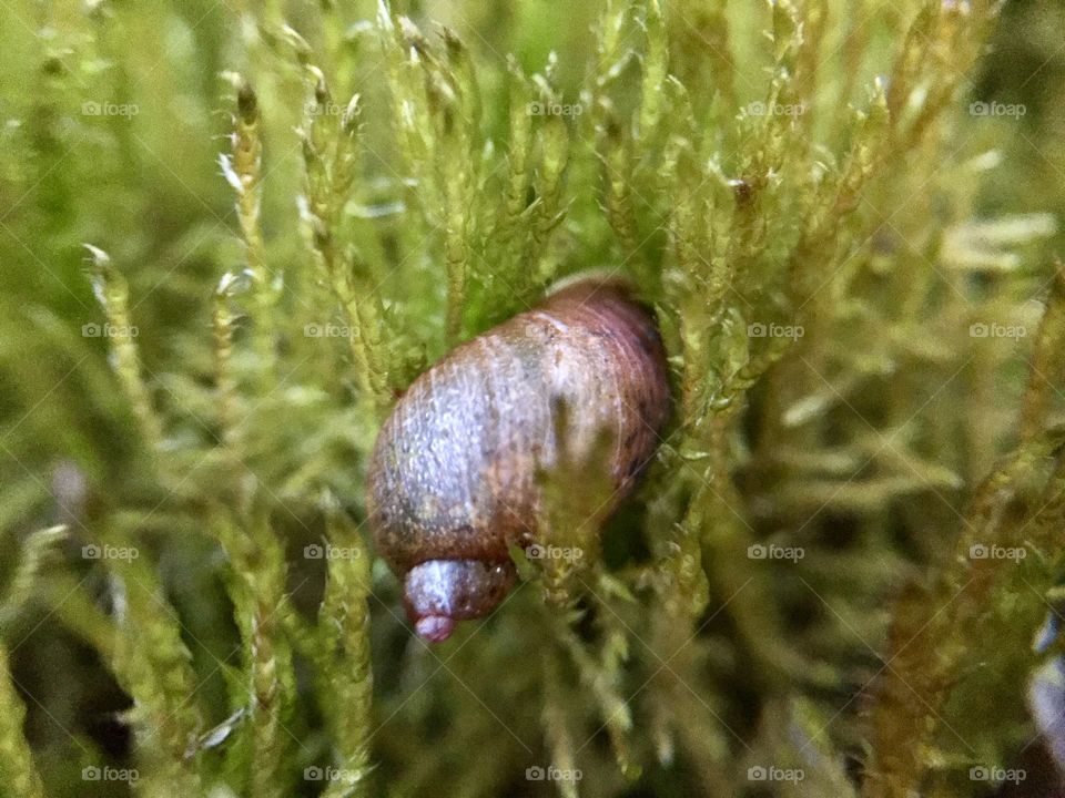 Snail on green moss.