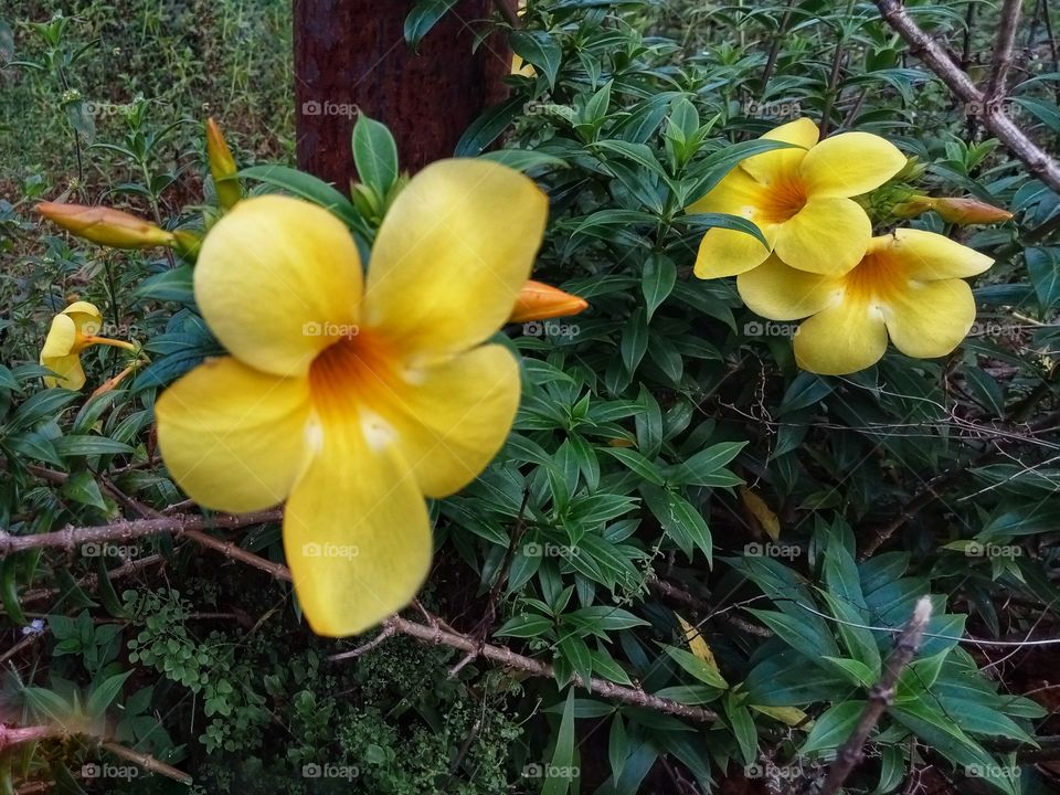 allamanda flower