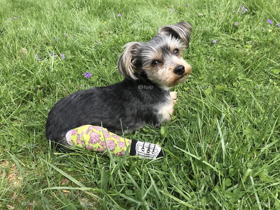 Cute yorkie dog with cast on leg with converse sock. Perfect for a get well soon or vet. 