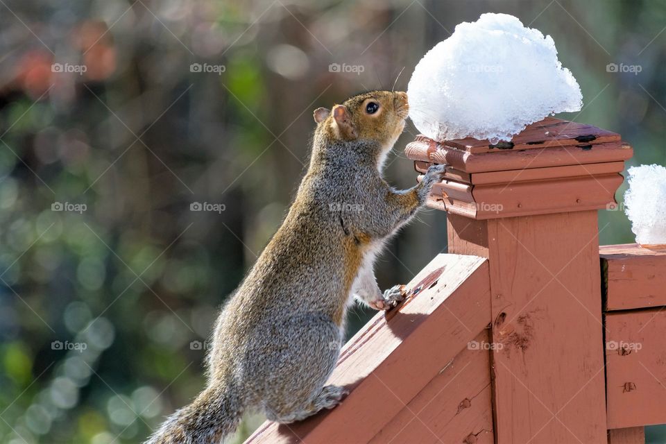 Squirrel sniffing/eating snow