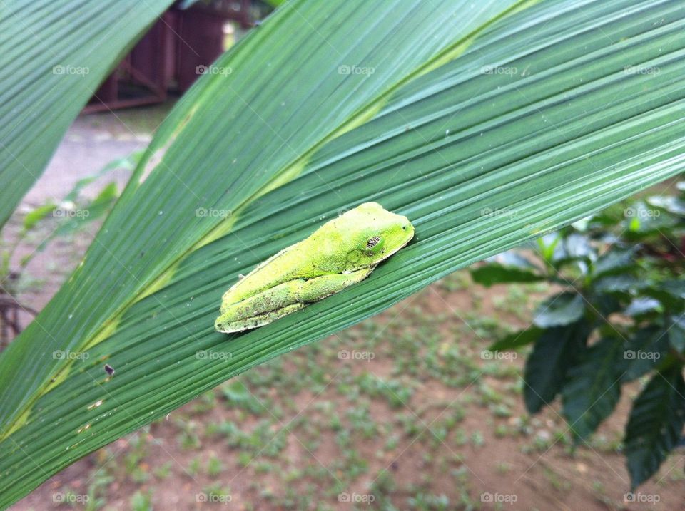 Ribbit . Costa Rica Frogs