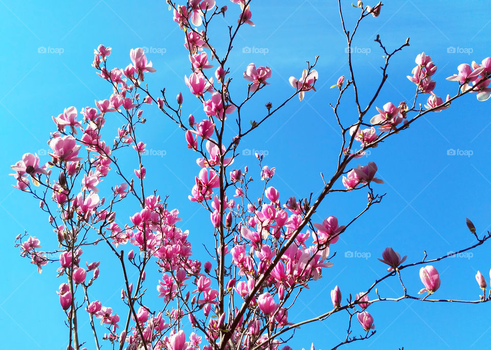 Pink flowers on a background of the blue sky