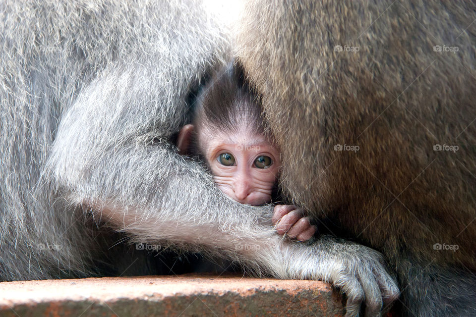 Monkey baby is looking from behind it's mom paw