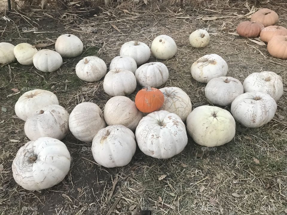 A display of white pumpkins with one little orange pumpkin sitting on top at the pumpkin patch. A cool and crisp afternoon in October. USA, America 