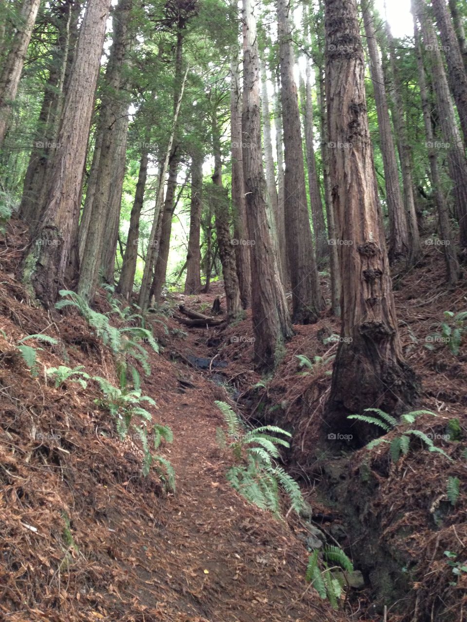 Redwoods. California Redwood Forest