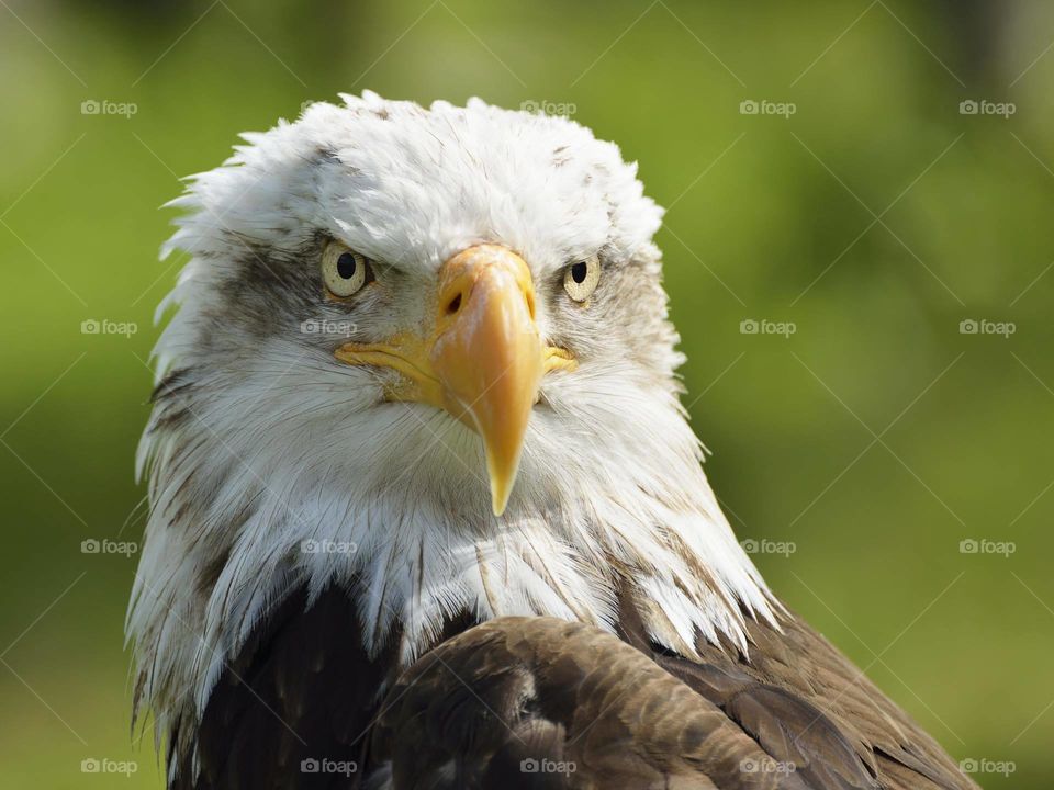 White head eagle