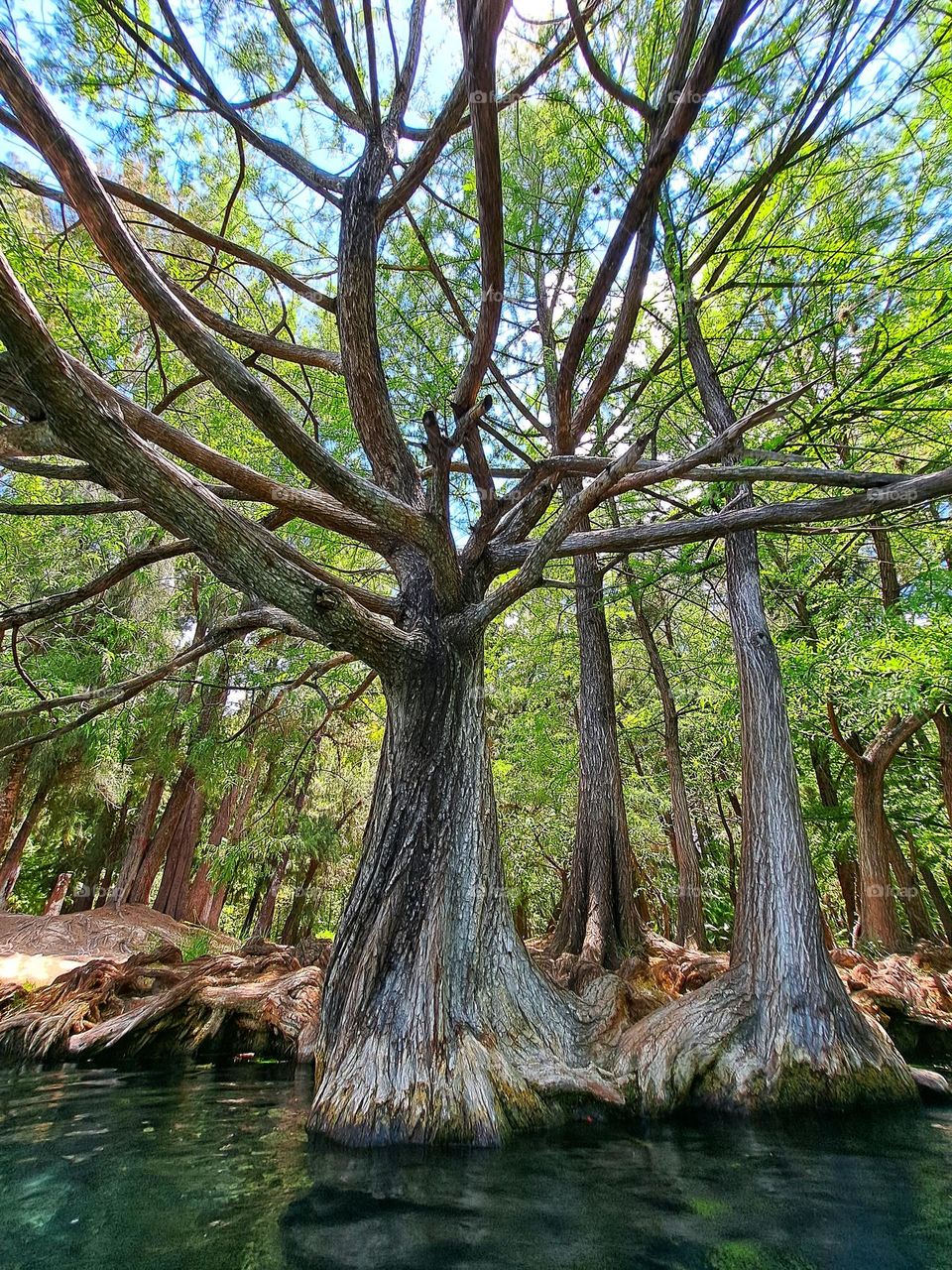 Trees,half Moon spring,green,colorful,spring,huasteca potosina,San Luis Potosí,water,nature,landscape,colorful, México