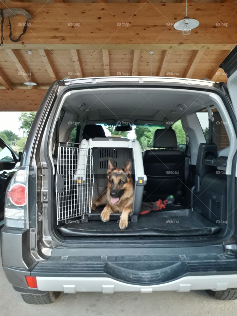 my dog Iago ready for trip