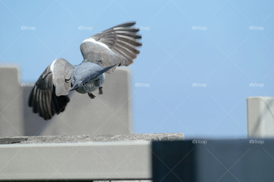 guess what? pigeon butt