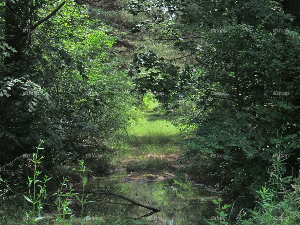 Path through the Grass 3. Another path continuing deeper into the woods.