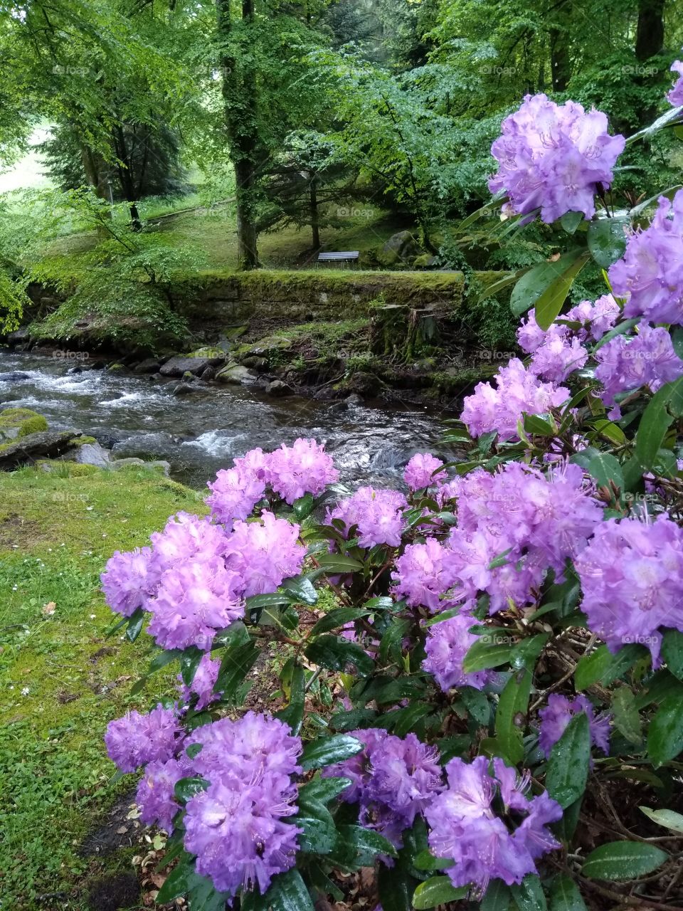Kurpark in Bad Wildbad