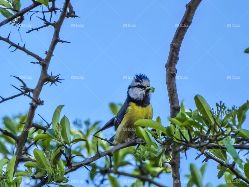 bluetit