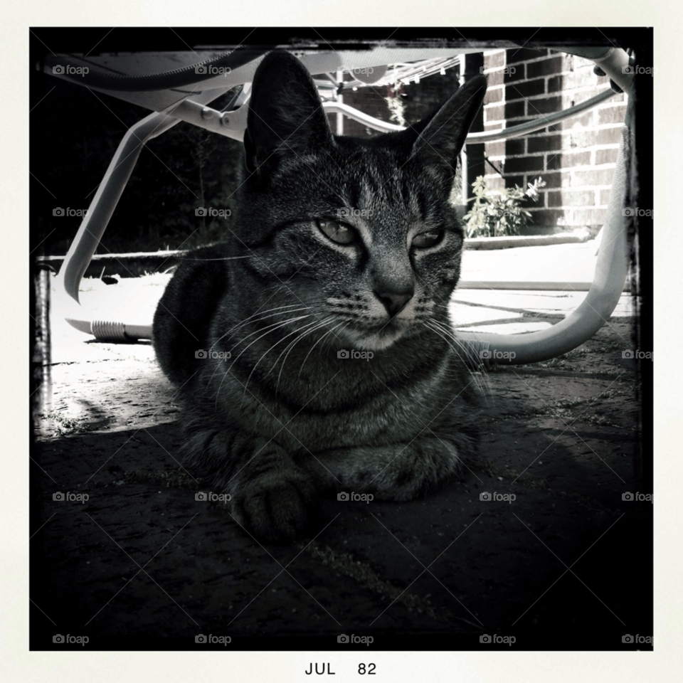 sun cat shade summer by Brajt